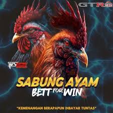 sabung ayam
